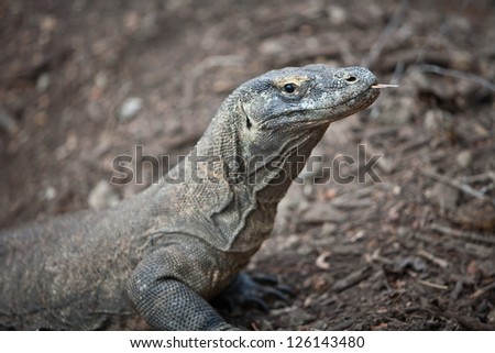 Komodo dragons (Varanus komodoensis) is a giant monitor lizard found on a few islands in Indonesia including Komodo Island.  They can grow over three meters in length and are carnivorous.
