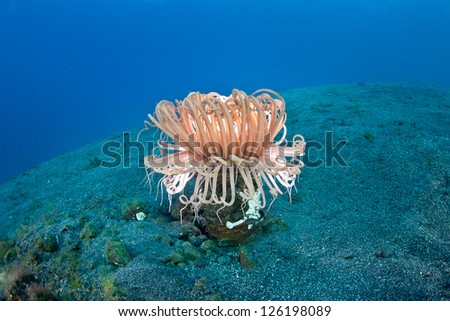 A tube anemone lives on a sand slope near Komodo Island.  The seas around Komodo support a high diversity of marine life.