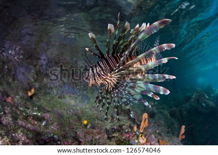 A Lionfish (Pterois volitans) spreads its pectoral and dorsal fin spines out to protect itself.  The spines are hollow and are associated with venom sacs at their base.