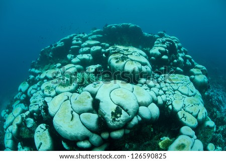 Reef-building corals contain symbiotic dinoflagellates that are expelled from the corals when high sea surface temperatures stress the colonies.  This is known as coral bleaching.