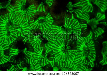 A coral glows as fluorescent proteins within its tissues are excited by blue wavelengths of light.  Electrons in atoms that make up the proteins jump levels and emit light as they return.