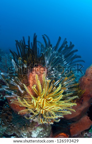 A colorful bouquet of crinoids, sometimes called feather stars, cling to a coral reef off of Sulawesi, Indonesia.  Crinoids are primitive echinoderms.