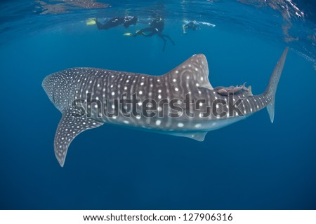 A young whale shark (Rhincodon typus) cruises through the tropical waters of the Caribbean Sea.  This species is the largest living fish on Earth and is listed as vulnerable by the IUCN.