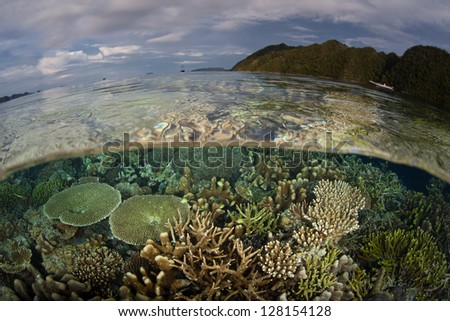 A diversity of reef-building corals, mainly Acropora spp., grow in shallow water not too far from the island of Misool in Raja Ampat, Indonesia.  This area has high marine biodiversity.