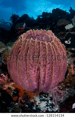 A large barrel sponge (Xestospongia sp.) grows in shallow water not too far from the island of Misool in Raja Ampat, Indonesia.  This area has high marine biodiversity.