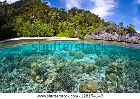 A diversity of reef-building corals, mainly Acropora spp., grow in shallow water not too far from the island of Misool in Raja Ampat, Indonesia.  This area has high marine biodiversity.