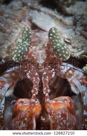 A mantis shrimp (Lysosquilla sp.) has large, complex eyes and lives on a diverse coral reef in the Philippines.  This area is extremely diverse underwater and is within the Coral Triangle.