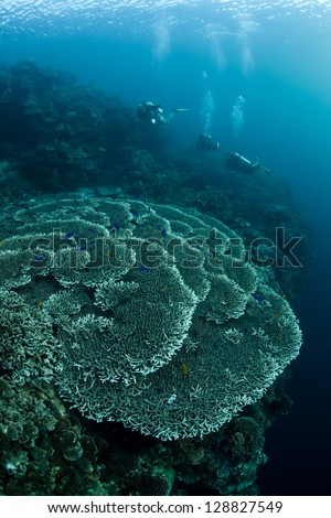 A massive, healthy table coral (Acropora sp.) grows on a diverse coral reef in the Philippines.  This area is extremely diverse underwater and is within the Coral Triangle.