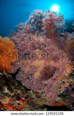 A soft coral colony grows on a healthy and diverse coral reef on a slope near a tropical island in Raja Ampat, Indonesia.  This region is extremely diverse and resides within the Coral Triangle.