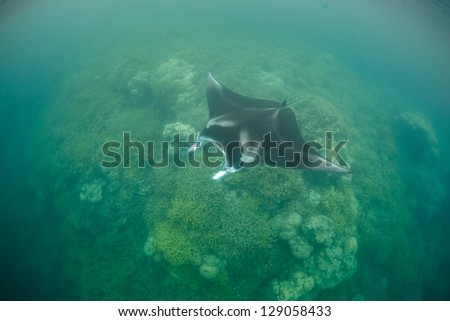 A manta ray (Manta alfredi) cruises over a shallow cleaning station in Yap.  Mantas regularly come to coral reefs to be cleaned of parasites by cleaner fishes.