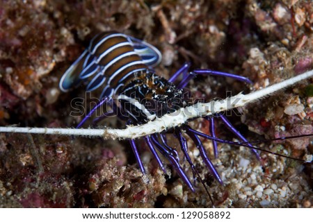 A juvenile painted lobster (Panularis versicolor) comes out of a hole on a coral reef in Raja Ampat, Indonesia.  This region is extremely diverse and resides within the Coral Triangle.