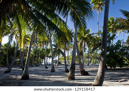 Coconut palms cover a low-lying island in French Polynesia.  Many islands in the south Pacific Ocean have coconut trees because they can disperse across long distances of water.