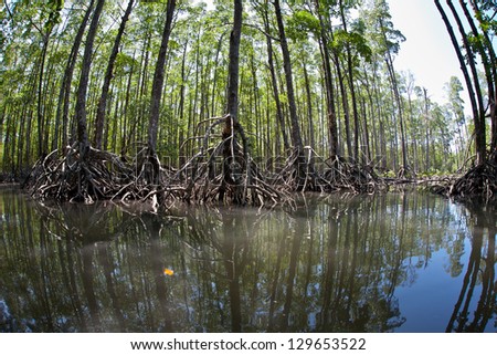Tall mangrove trees (Rhizophora sp.) rise out of the shallow waters of the Mergui Archipelago in Myanmar.  This set of islands has both extensive mangrove forests and diverse coral reefs.