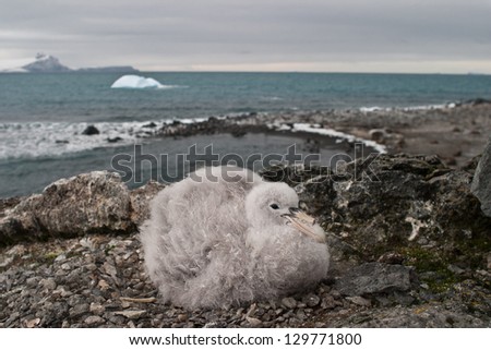 A Southern Giant petrel chick (Macronectes giganteus) sits on its nest in Antarctica where its parents will return to to feed it.  This species has two tube nostrils joined on the top of their bill.