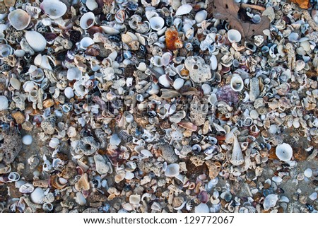 A mixture of shells have been thrown by waves up on a remote beach in the Mergui Archipelago in Myanmar.  The shells will eventually break down into sand.