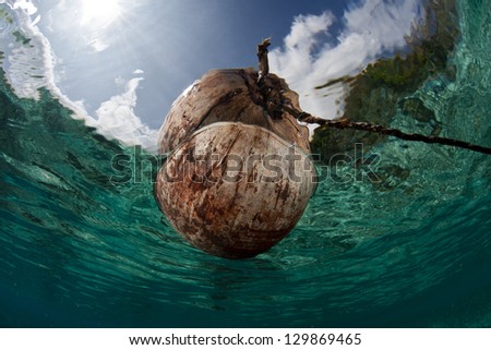 A coconut (Cocos nucifera) drifts in shallow water near an island in New Caledonia.  Coconuts can disperse over great distances by floating.