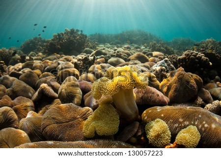 A field of mushroom corals (Fungia species) grows on a shallow flat in the Mergui Archipelago, Myanmar.  These corals do not fuse themselves into the reef and are fee living.