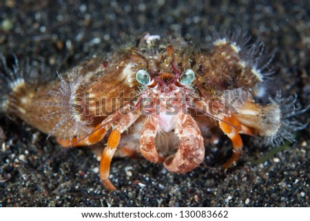 A hermit crab (Dardanus sp.) has a symbiotic relationship with anemones (Calliactis polypus) that provide camouflage and protection.  The crab and anemones share food items.