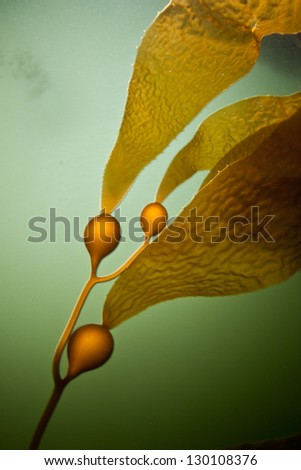 Giant kelp (Macrocystis pyrifera) is common in the eastern Pacfiic Ocean, especially from Alaska to Baja California.  It can grow as much as two feet per day.
