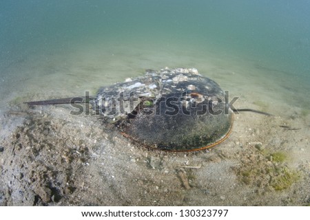Horseshoe crabs (Limulus polyphemus) are long-lived animals, attaining sexual maturity at 9-12 years of age and may live another 10 years or more.  They must molt in order to grow.
