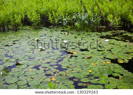 Lily pads cover the nearshore water of a freshwater pond in Cape Cod, Massachusetts.  Hundreds of ponds and lakes dot Cape Cod\'s sandy landscape offering habitat for many species.