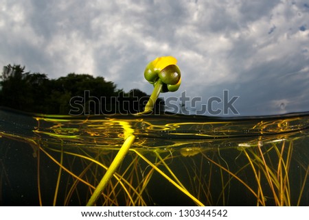 Aquatic vegetation, mainly lilies, grow in the shallows near the shoreline of a freshwater pond in Cape Cod, Massachusetts.  Ponds provide a home to a surprising diversity of aquatic life.