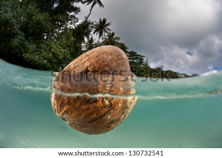 A coconut (Cocos nucifera) floats in shallow water in French Polynesia.  Coconut palms are prevalent throughout the islands of Oceania.