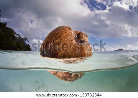 A coconut (Cocos nucifera) floats in shallow water in French Polynesia.  Coconut palms are prevalent throughout the islands of Oceania.