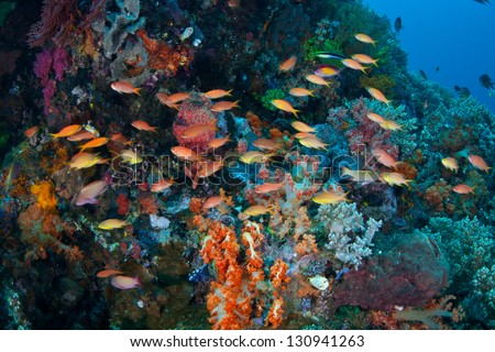 Small, colorful reef fish (Pseudanthias sp.) hover near a diverse coral reef in North Sulawesi, near Bunaken Marine National Park in Indonesia.