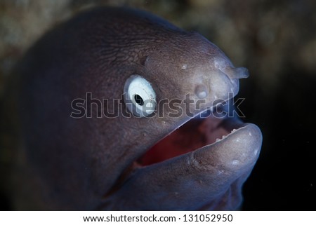 swallowing of sperm in segregation sexual vertebrate