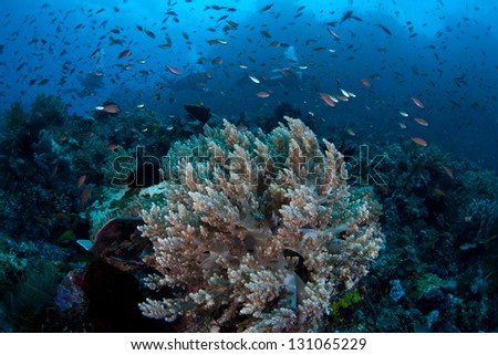 Small reef fishes swarm over a coral reef pinnacle off North Sulawesi, Indonesia.  This area is within the Coral Triangle and is incredibly diverse.