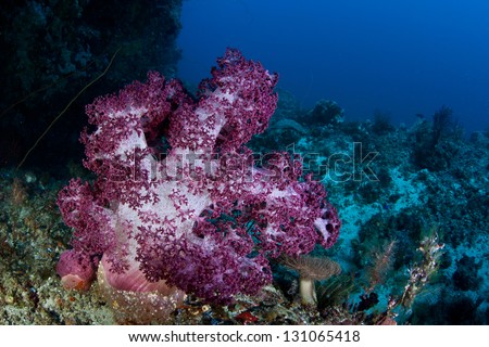 Soft coral colonies grow on a biodiverse coral reef in the Bunaken Marine National Park, North Sulawesi, in Indonesia.  This area is within the Coral Triangle.