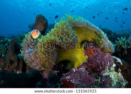 A Pink anemonefish (Amphiprion perideraion) swims around its host anemone where it gains protection from potential predators on the surrounding coral reef.