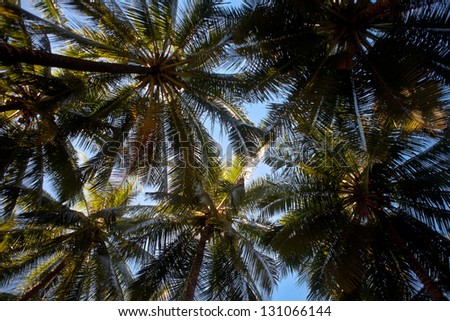 The fronds of coconut palms (Cocos nucifera) shade an area near a beach in the western Pacific.