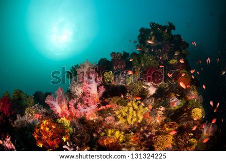A vivid and lush coral reef near the island of Komodo in Indonesia, is composed of a high diversity of marine life including soft corals, sponges, tunicates, and much, much more.