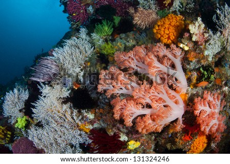 A vivid and lush coral reef near the island of Komodo in Indonesia, is composed of a high diversity of marine life including soft corals, sponges, tunicates, and much, much more.