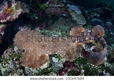 A Tasseled wobbegong (Eucrossorhinus dasypogon) uses its color and pattern to camouflage itself on a coral reef in Raja Ampat, Indonesia.  This is an ambush predator.