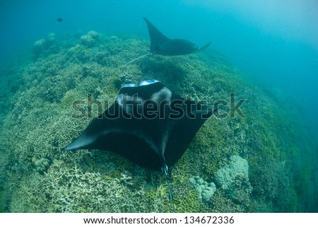 A manta ray (Manta alfredi) cruises slowly over a shallow cleaning station in Yap, Micronesia.  Mantas often come to cleaning stations to have small fish remove parasites.