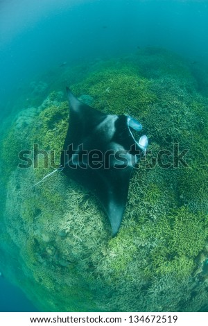 A manta ray (Manta alfredi) visits a shallow cleaning station where parasites are removed by small fishes.  These large rays are incredible to view first hand.