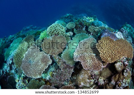 Reef building corals, mainly Acropora species, regrow on Palau\'s barrier reef after being decimated in the late 1990s as sea surface temperatures rose to deadly heights.