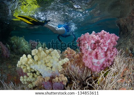Pastel-colored soft corals grow at the mouth of a shallow tunnel that leads to a marine lake in Palau\'s Rock Islands.
