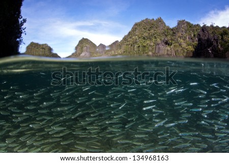A school of silversides swims just under the surface of a bay surrounded by dramatic limestone islands in Raja Ampat, Indonesia.
