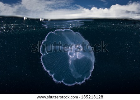 A moon jellyfish (Aurelia aurita) pulses in shallow water where it is catching plankton with its tiny tentacles.  This species is found worldwide.