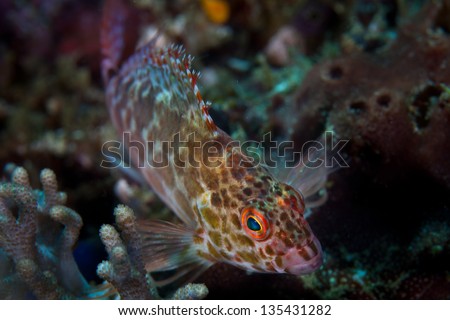 A Threadfin hawkfish (Cirrhitichthys aprinus) is a small predatory fish that lives on coral reefs throughout the Indo-Pacific region.