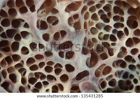 An unidentified sponge increases its internal surface area with numerous chambers and channels so that it can absorb organic material from the surrounding sea.