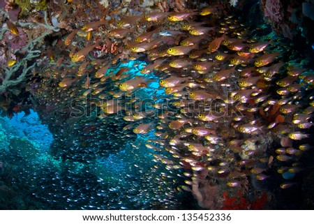 A thick school of Golden sweepers (Parapriacanthus ransonneti) lives in a small cave where they feed on zooplankton at night.  These fish are found throughout the Indo-Pacific region.