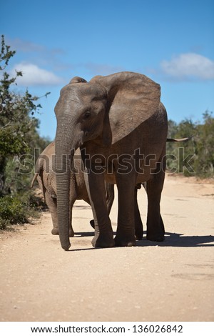 The African elephant is the largest living terrestrial animal.  There are two species that live in Africa, the African bush elephant and the smaller African forest elephant.