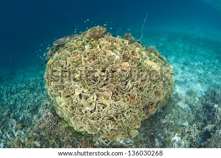 A large coral colony grows on a reef in Raja Ampat, Indonesia.  Competition for space to grow, sunlight, and planktonic food is fierce on Indo-Pacific reefs.