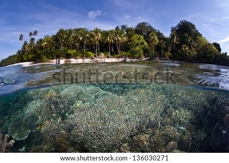Fish and corals grow in shallow water near a tropical Pacific island.  Competition for space to grow, sunlight, and planktonic food is fierce on Indo-Pacific reefs.