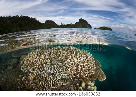 Coral colonies grow in shallow water near a tropical Pacific island.  Competition for space to grow, sunlight, and planktonic food is fierce on Indo-Pacific reefs.